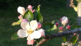 Le printemps