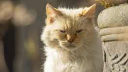 Chapitre 3/10 - A cloche-pattes