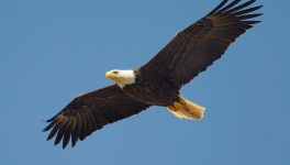 motivé par la lecture du livre « Vos vies antérieures d’Elaine Stephens »