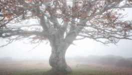 A mi-voix, à mi-corps, à mi-rien