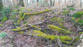 Ballade en forêt
