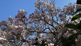 Bourgeons de confinement