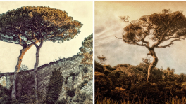 Naturaleza...