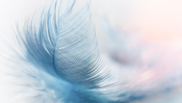 Un dernier au revoir