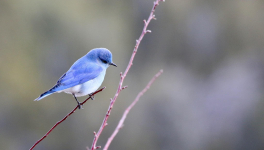 L'oiseau et le confiné