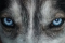 Loup