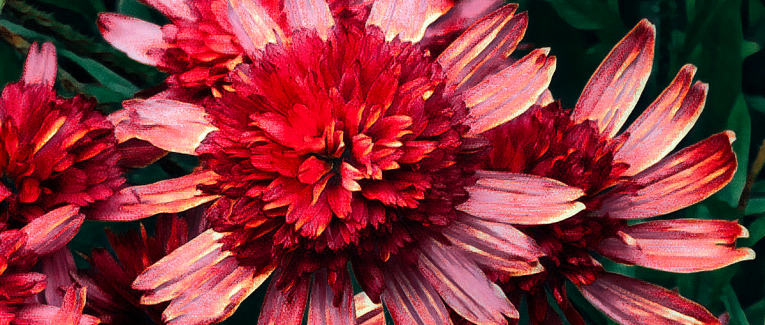 Fleurs du midi, fleurs de rubis.