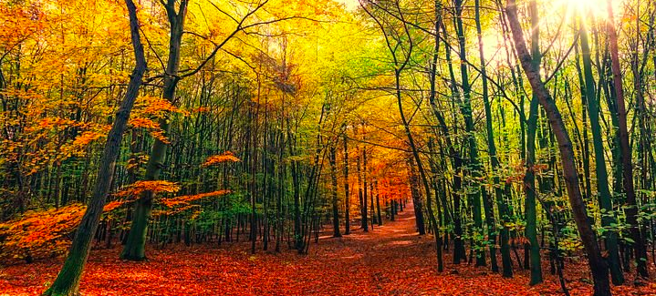 Alchimies de septembre