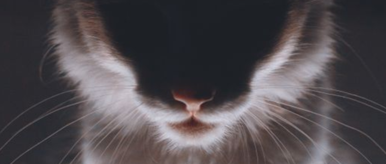 Tranches de vie - Chat va aller ! (Une auto-chato-graphie).