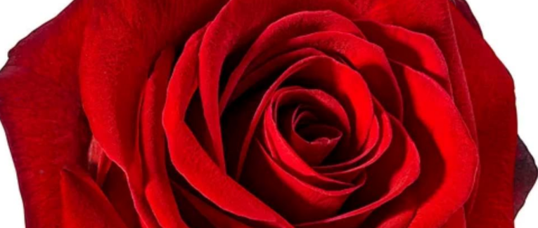 LA ROSE ET L'ECRIVAIN