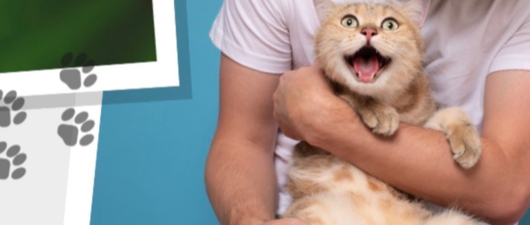 Chat-suffit