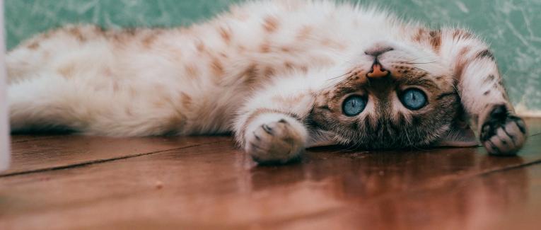 "Une maison sans chat est un aquarium sans poisson"