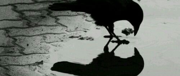 2.Le merle et le corbeau