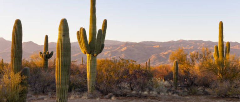 Jour numéro 4 : Cactus