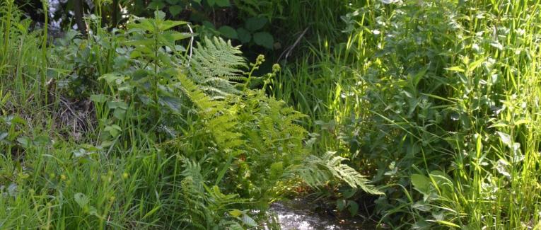 A propos de la Nature