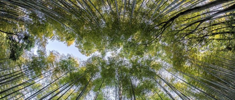 Une catastrophe écologique qui perdure