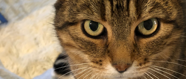 Dialogue avec mon chat