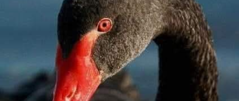 LA SUTURE DE L'ABSOLU