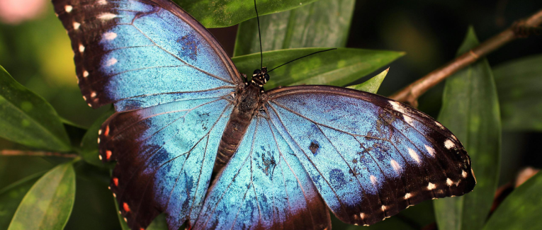 Les papillons
