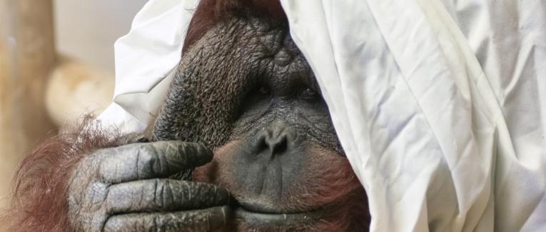 Inspirant ! Ils sauvent les derniers orangs-outans