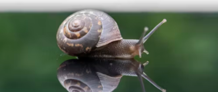 Escargot
