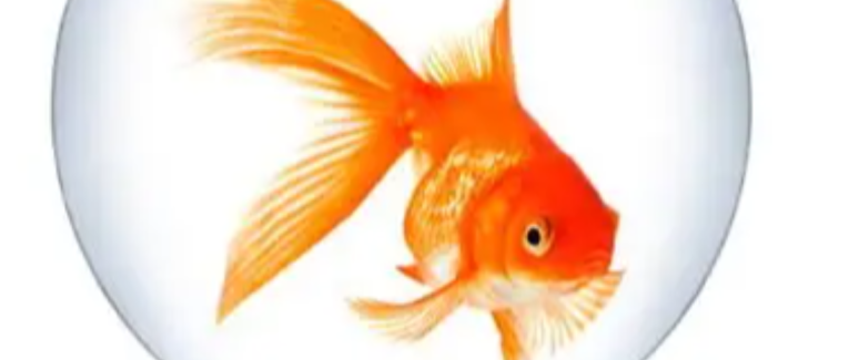Micropoésie (poisson)