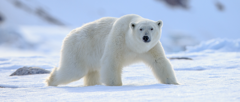 Jour numéro 19 : Arctique