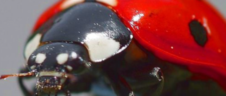 Coccinelle Demoiselle
