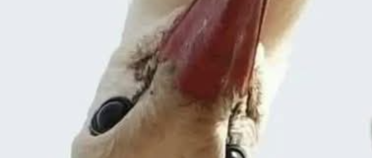 LA GEMME ET LE SOUFFLE