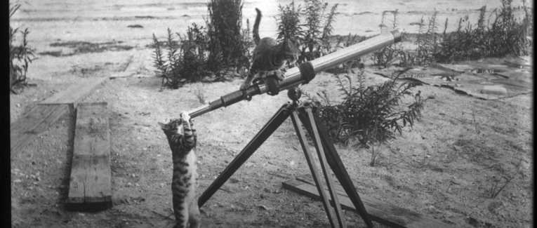 21 La revancha de los gatos