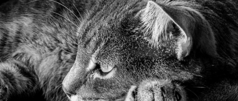 Novembre est un gros chat.