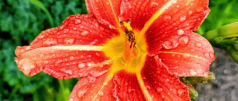 Douce pluie