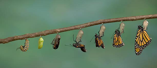 Metamorphose