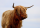Le TGV et la vache espagnole