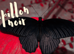 Papillon noir
