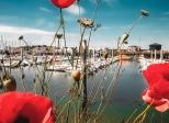 Coquelicot