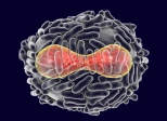 Sur la variole du singe, pustulons pour un vaccin !