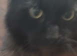 Il re dei gatti .3