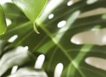 Monstera