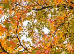 Souvenir d'automne