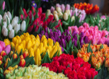 Le langage des fleurs