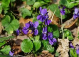 La Violette (Viola odorata)