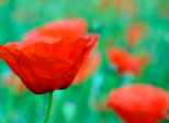 Mini expo photo 20 : Les taches rouges