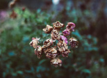 Le silence fane les fleurs