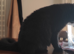 Il re dei gatti