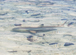 Eating with sharks (Manger avec les requins)