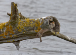 Les moineaux de la réserve ornithologique du Teich