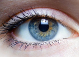 L'ŒIL, le CONTOUR des YEUX