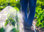 the Gliphosate related to ADHD insurgency