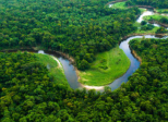 Plant for the Planet: Billion Trees Project